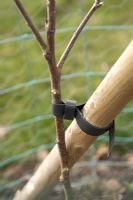 Malus domestica 'Maldon Wonder' saplings tied to post and surrounded by protective fencing  in March