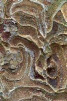 Bark of Aesculus indica - Indian Horse Chestnut