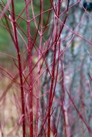 Cornus alba - Red barked Dogwood