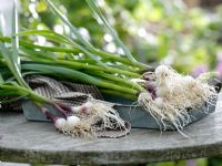 Freshly harvested and washed Allium cepa - Spring Onion