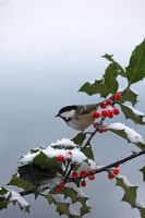 Parus ater  - Coal tit perching on snow covered holly