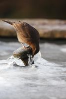 Turdus merula  - Blackbird female drinking at frozen pond fountain