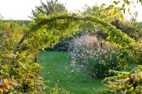 Climbers on a stem that arches over a grass path and gives view to a chair through the veil of full flowering Gaura lindheimeri