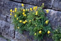 Corydalis lutea growing in a gap of a dry wall