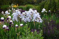 Border with Iris barbata 'Eternal Bliss' and Salvia nemorosa