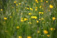 Taraxacum officinale and Ranunculus on a meadow