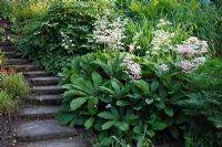 Rodgersia aesculifolia and Rodgersia sambucifolia next to natural stone steps