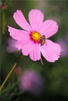 Cosmos with hoverfly