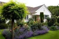 Garden with border containing Robinia, Nepeta, Rosa 'Charlotte' and Buxus hedge and Cypressus sempervirens with house in background