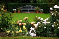 Roses 'Friesia', 'Margaret Merrill', 'Anniversary', 'Whisky Mac', 'Spun Honey' and 'Auckland Metro' in front of seating area