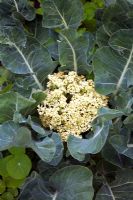 Brassica oleracea var botrytis - Cauliflower
