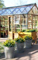Wooden greenhouse with Narcissus 'Palmares', Narcissus 'Petit Four', Narcissus 'Brilliat Star', Narcissus 'Orangery', Narcissus 'Tricollet', Narcissus 'Tahiti' and Narcissus 'Golden Ducat' 