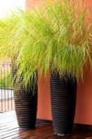 Containers of Pennisetum 'alopecuroides' -  Terrace in Ferrara,Italy 