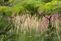 Pennisetum macrourum, African feather grass,  with Albizia julibrissin 'Rosea' in the background at Pan Global nursery