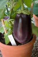 Aubergine 'Bonica' in a terracotta pot in the greenhouse at West Dean gardens, Sussex