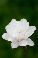 Magnolia 'Pirouette'