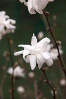 Magnolia x loebneri 'Pirouette'