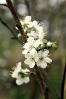 Prunus domestica 'Belle de Louvain' - Plum blossom