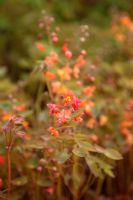 Epimedium x warleyense at the National Botanic Garden of Wales - Gardd Fotaneg Genedlaethol Cymru