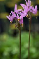 Dodecatheon meadia - Shooting Star