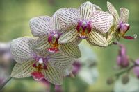 Cattleya hybrid - Orchid