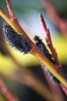 Salix gracilistyla 'Melanostachys' - Black Pussy Willow