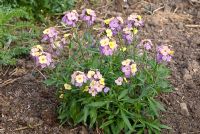 Erysimum mutabile - Wallflowers, April
