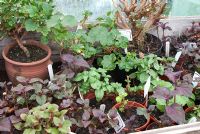 Geranium and Fuchsia plants overwintered in pots on shelving in a greenhouse