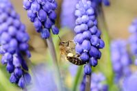 Honey bee - Apis mellifera, collecting pollen from Muscari atlanticum