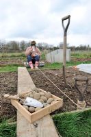 Planting early potatoes, woman gardener drinking a cup of tea whilst palnting early Potatoes on allotment, Norfolk, UK, April