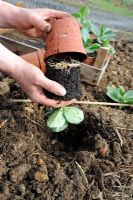 Planting Vicia - Broad bean plants - female gardener planting out greenhouse raised plants on to allotment beds, Norfolk, England, April
