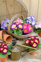 Spring time still life with Polyanthus in wooden trug, with brass watering can and antique sieve. Norfolk, UK, March