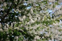 Prunus padus 'Watereri' AGM - Bird Cherry