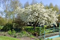 Prunus 'Shirotae'  - Merriments Gardens,  E. Sussex, late March.