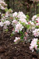 Malus domestica 'Sunset' AGM - blossom on stepover cordon grown on M26 rootstock