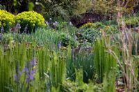 Streamside at RHS Garden, Rosemoor with Camassia leichtlinii, Darmera peltata and Euphorbia palustris