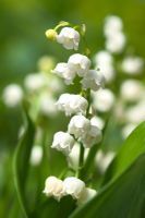Convallaria majalis - Lily of the valley  