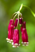 Dichelostemma ida-maia - Firecracker flower 