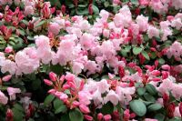 Rhododendron x williamsianum cultivar