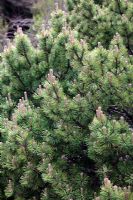 Pinus mugo 'Ophir' - new growth