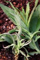 Phlox paniculata cultivar symptoms of Phlox stem eelworm with healthier leaves at rear