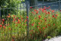 Papaver rhoeas - Field Poppy against metal fence