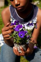 Girl holding Pansies ready for planting  