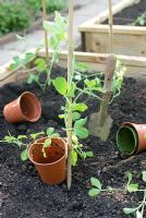 Planting out Sweet peas in vegetable bed