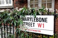 Clematis armandii growing over railings and round a street sign in Marylebone, City of Westminster London UK