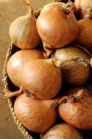 Close up of large shallot sets, Golden Gourmet Shallots in an old basket
