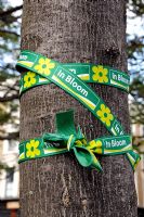Green and yellow ribbon with In Bloom printed on it tied around a tree to show that it is part of a Britain in Bloom display, Islington London UK