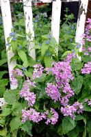 Lunaria - Honesty spilling through an old white picket fence onto the pavement, Hackney, London, UK
