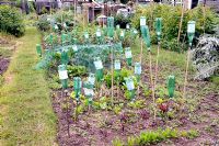 Plastic water bottles recycled as eye protectors over sticks on an allotment plot