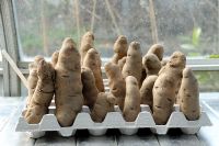 Solanum tuberosum - Potato 'Pink Fir Apple' chitting in egg boxes in a greenhouse